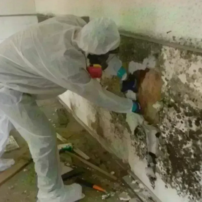 Mold Remediation and Removal in Nellis Air Force Base, NV